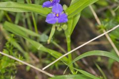 Virginia Spiderwort, Tradescantia virginiana Virginia Spiderwort, Tradescantia virginiana