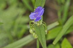 Virginia Spiderwort, Tradescantia virginiana Virginia Spiderwort, Tradescantia virginiana