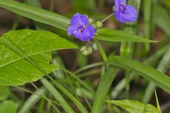 Virginia Spiderwort, Tradescantia virginiana Virginia Spiderwort, Tradescantia virginiana