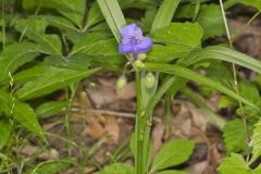 Virginia Spiderwort, Tradescantia virginiana Virginia Spiderwort, Tradescantia virginiana