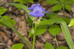 Virginia Spiderwort, Tradescantia virginiana Virginia Spiderwort, Tradescantia virginiana