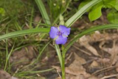 Virginia Spiderwort, Tradescantia virginiana Virginia Spiderwort, Tradescantia virginiana