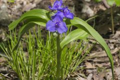 Virginia Spiderwort, Tradescantia virginiana Virginia Spiderwort, Tradescantia virginiana