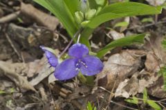 Virginia Spiderwort, Tradescantia virginiana Virginia Spiderwort, Tradescantia virginiana