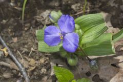 Virginia Spiderwort, Tradescantia virginiana Virginia Spiderwort, Tradescantia virginiana