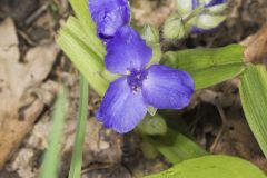 Virginia Spiderwort, Tradescantia virginiana Virginia Spiderwort, Tradescantia virginiana