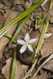 Virginia Springbeauty, Claytonia virginica
