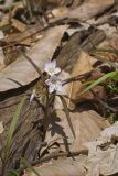 Virginia Springbeauty, Claytonia virginica
