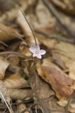 Virginia Springbeauty, Claytonia virginica
