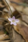 Virginia Springbeauty, Claytonia virginica