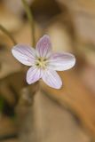 Virginia Springbeauty, Claytonia virginica