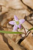 Virginia Springbeauty, Claytonia virginica