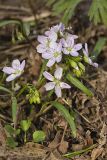 Virginia Springbeauty, Claytonia virginica
