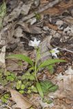 Virginia Springbeauty, Claytonia virginica