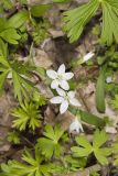 Virginia Springbeauty, Claytonia virginica