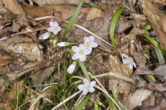 Virginia Springbeauty, Claytonia virginica