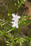 Virginia Springbeauty, Claytonia virginica