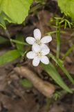 Virginia Springbeauty, Claytonia virginica