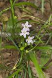 Virginia Springbeauty, Claytonia virginica