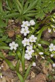 Virginia Springbeauty, Claytonia virginica