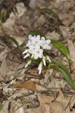 Virginia Springbeauty, Claytonia virginica