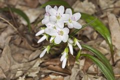 Montiaceae, Miner's Lettuce Family