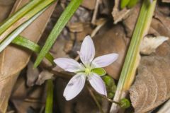 Virginia Springbeauty, Claytonia virginica