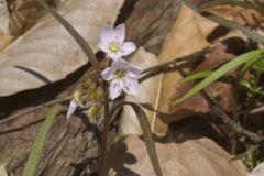 Virginia Springbeauty, Claytonia virginica