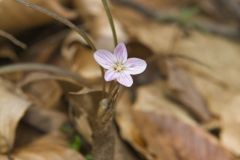 Virginia Springbeauty, Claytonia virginica Virginia Springbeauty, Claytonia virginica