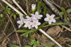 Virginia Springbeauty, Claytonia virginica Virginia Springbeauty, Claytonia virginica
