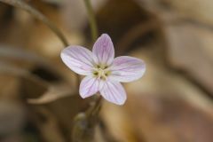 Virginia Springbeauty, Claytonia virginica