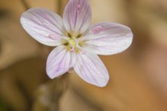Virginia Springbeauty, Claytonia virginica