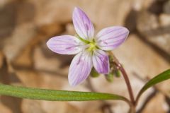 Virginia Springbeauty, Claytonia virginica