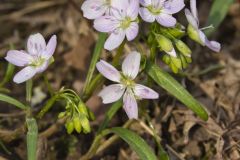 Virginia Springbeauty, Claytonia virginica