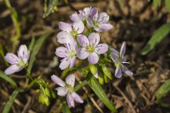 Virginia Springbeauty, Claytonia virginica