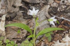 Virginia Springbeauty, Claytonia virginica