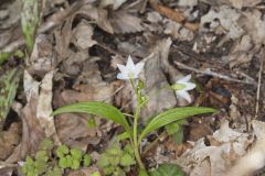 Virginia Springbeauty, Claytonia virginica Virginia Springbeauty, Claytonia virginica