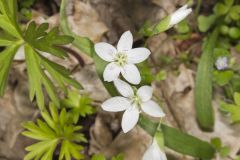 Virginia Springbeauty, Claytonia virginica