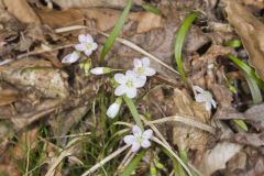 Virginia Springbeauty, Claytonia virginica