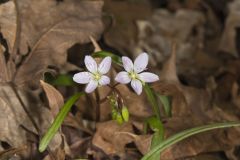 Virginia Springbeauty, Claytonia virginica