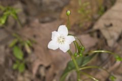 Virginia Springbeauty, Claytonia virginica