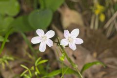 Virginia Springbeauty, Claytonia virginica