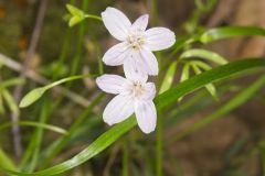 Virginia Springbeauty, Claytonia virginica