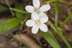 Virginia Springbeauty, Claytonia virginica