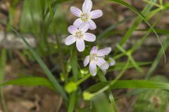 Virginia Springbeauty, Claytonia virginica