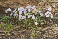 Virginia Springbeauty, Claytonia virginica Virginia Springbeauty, Claytonia virginica