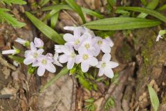 Virginia Springbeauty, Claytonia virginica