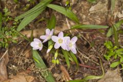 Virginia Springbeauty, Claytonia virginica