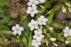 Virginia Springbeauty, Claytonia virginica