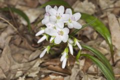 Virginia Springbeauty, Claytonia virginica